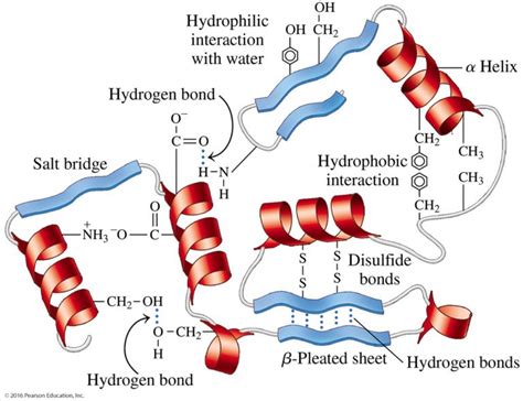 Structure of Amino Acids and Proteins