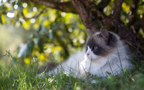 Fondos de pantalla gato Animales naturaleza césped rama fauna