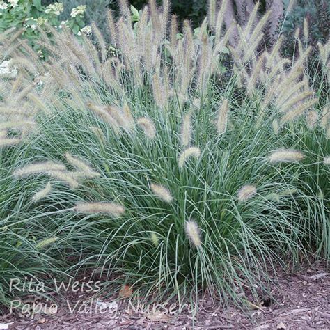 Dwarf Fountain Grass (Pennisetum a. 'Hameln')