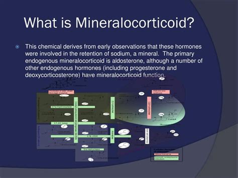 Ppt Mineralocorticoids Powerpoint Presentation Free Download Id