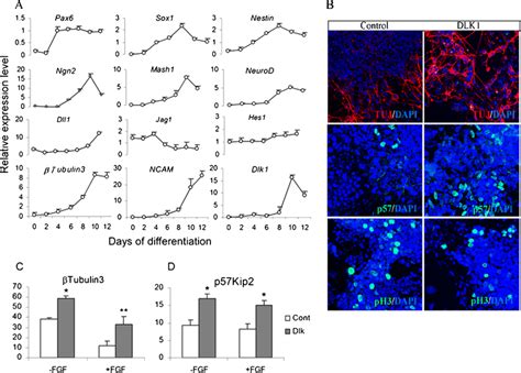 Dlk1 Promotes Neurogenesis Of Human And Mouse Pluripotent Stem Cell