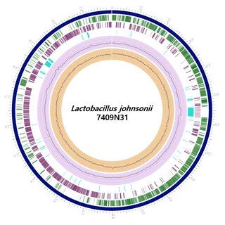 Circular View Of The Genome Of Lactobacillus Johnsonii 7409N31 Showing