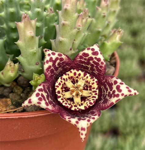 Orbea Archivi Giromagi Cactus