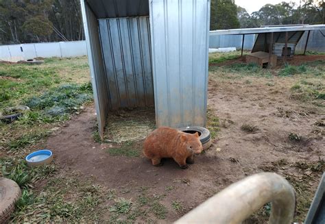 A Wombat Enclosure - Wildlife Heroes