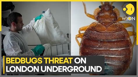 Uk Bedbugs ‘a Real Source Of Concern On London Transport Says Sadiq Khan Wion Youtube