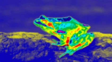 Infrared Sensing Snakes