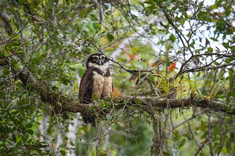 Spectacled Owl | Sean Crane Photography