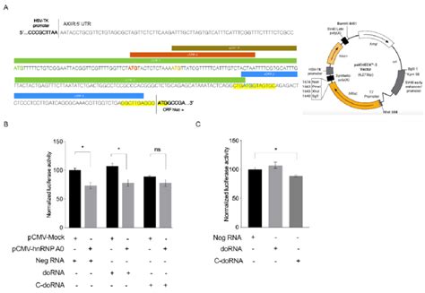 9 C DoRNA Slightly Impairs The HnRNP A0 Mediated Inhibition Of Reporter