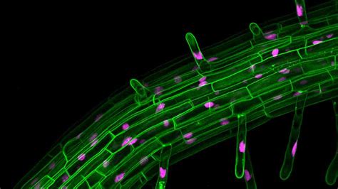 Green Fluorescent Protein Research