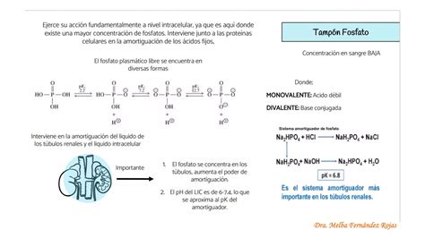 Regulaci N Del Equilibrio Acido Base Pptx