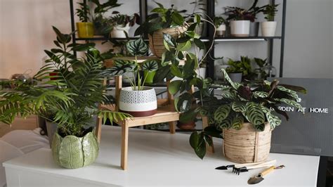 12 Effective Tips To Maintain Indoor Plants In Your Home - Boldsky.com