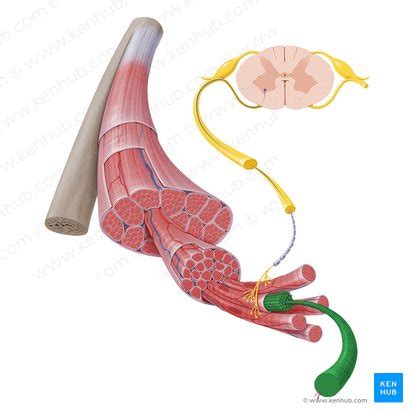 Myofibril: Structure and function | Kenhub