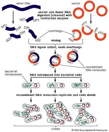 recombinant DNA | Definition, Steps, Examples, & Invention | Britannica.com