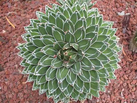 Agave Victoriae Reginae Reina Victoria Agave Mundo De Las