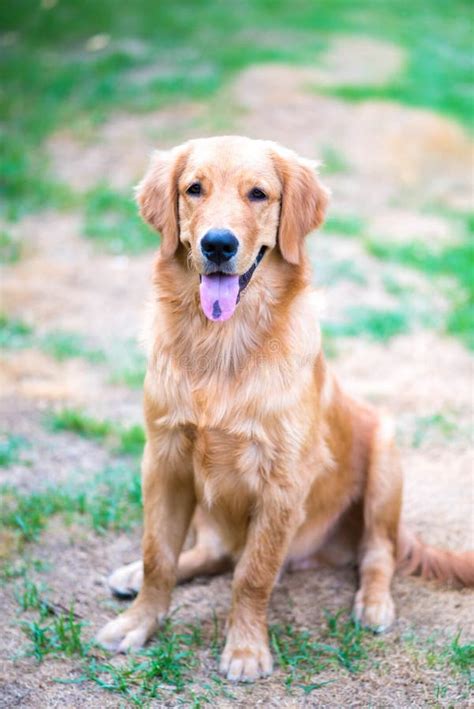 Perrito Del Beb De Meses Del Golden Retriever Foto De Archivo