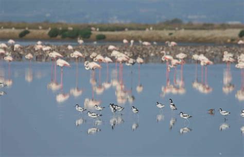 Las Salinas de la Trinitat galardonadas por la Red Española de