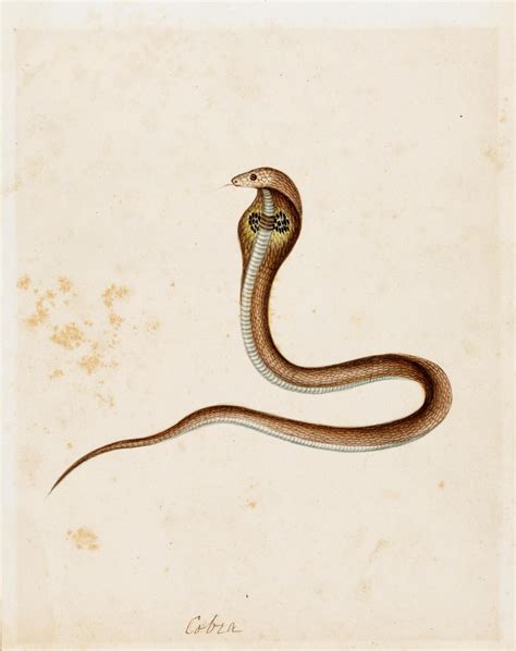 Bonhams : Three studies of snakes, including two cobras Company School