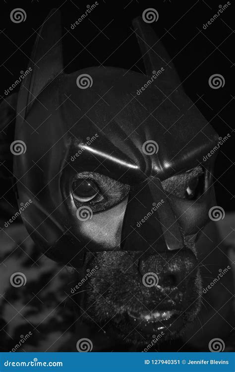 Dog With A Batman Mask On Stock Image Image Of Friendly 127940351