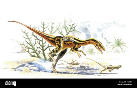 Palaeozoology Jurassic Period Dinosaurs Celuro Coelurus Fragilis