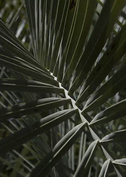 Butia Capitata Palm Tree Tropical Web Page Navigation Coco Palm