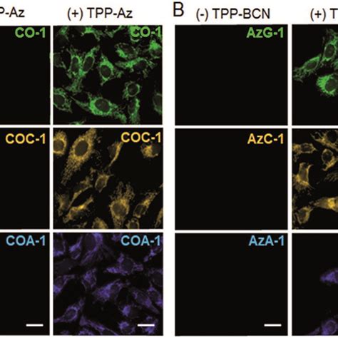 Fluorescence Imaging Of Mitochondria In Live U 2 Os Cells Labelled