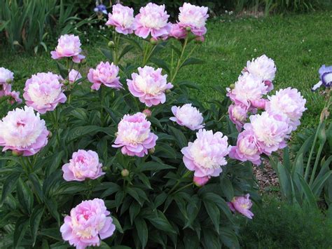 Peony Sorbet Peony Sorbet Peonies Sorbet Peony