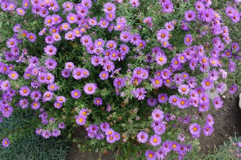 How to Grow and Care for Aster Plants (+Growing Tips)