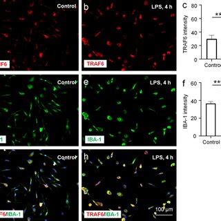 Gjg Inhibited The Expression Of Tnf A In Iba Positive Microglia In The