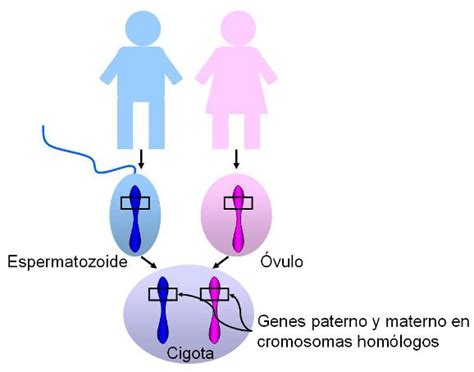 Concept Of Dominant In Biology