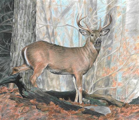 Whitetail Buck Deer Drawing