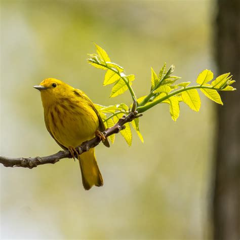 Yellow Warbler, Buffalo NY 2023-05-14 : r/birding