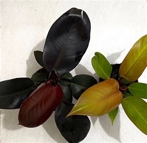 Black Cardinal Philodendron Care Guide With Photos