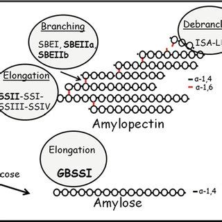 3 Biosynthesis of amylose and amylopectin | Download Scientific Diagram