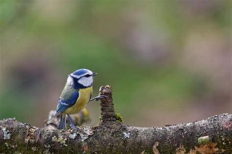 Mésange Bleue 4 Blue Tit Blaumeise Parus Caerulus Rene