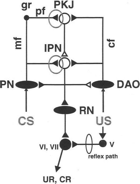 Simplified Schematic Of The Neural Circuitry Underlying Eyeblink