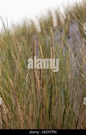 La Hierba De Las Dunas Como Protecci N Para Las Dunas Y Tambi N H Bitat