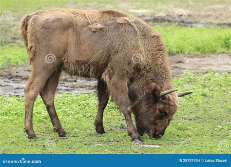 Wisent stock photo. Image of mammal, european, grass - 25737434