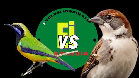 Masteran Untuk Semua Jenis Burung Mewah Tembakan Gereja Vs Cucak