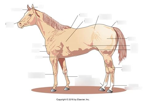 Horse Anatomy Diagram Quizlet