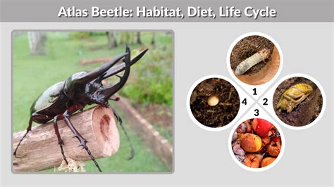 Atlas Beetle Habitat Diet Life Cycle And Fascinating Facts