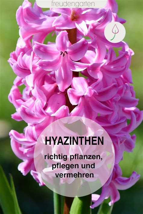 Hyazinthen Vortreiben Pflanzen Und Pflegen Pflanzen Hyazinthe