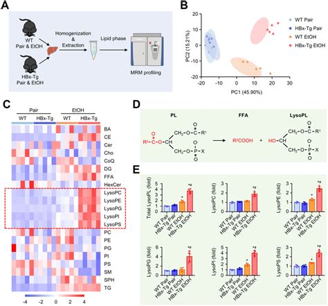 Hbx Upregulates Ethanol Induced Lysophospholipids Production A