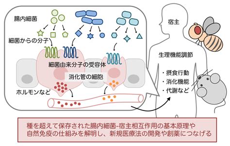 生体防御応答学｜創薬科学コース｜研究｜金沢大学 医薬保健学域 医薬科学類