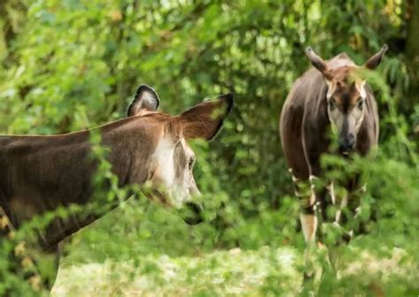 Okapi Behavior - AnimalBehaviorCorner