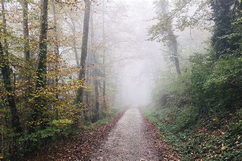 "Foggy Autumn Forest" by Stocksy Contributor "Peter Wey" - Stocksy