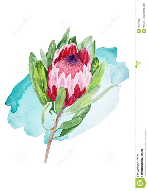 Ilustra O Da Pintura Da Aquarela Do Protea Tropical De Floresc Ncia Da