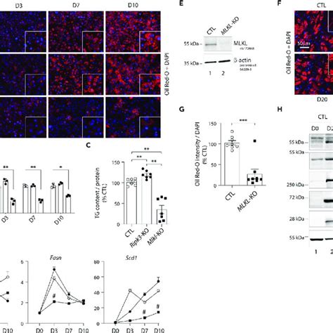 Gene Expression Profiles Of Mlkl And Ripk3 Knocked Out Cells After The