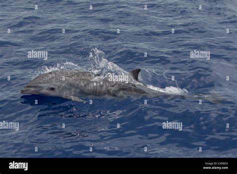 Lagenodelphis Hosei Fraser`s Dolphin Sarawak Dolphin Borneo Delfin