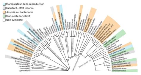 Distribution des endosymbiotes héritables chez les arthropodes au sein