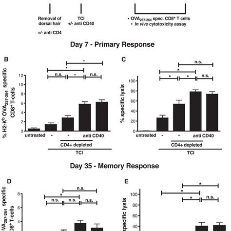 Cd40 Ligation Bypasses Cd4⁺ T Cell Activity In Generating Primary And